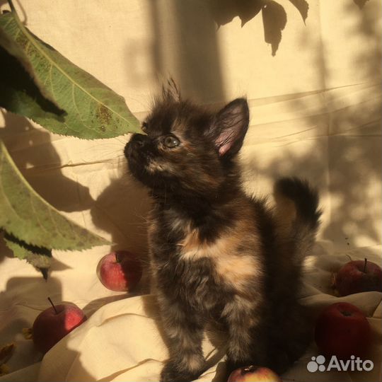 Котята в заботливые добрые руки