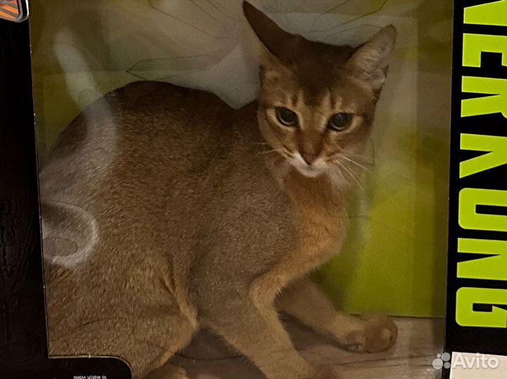 Абиссинская кошка