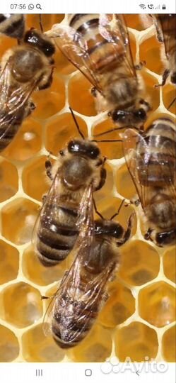 Продажа пчелосемьи