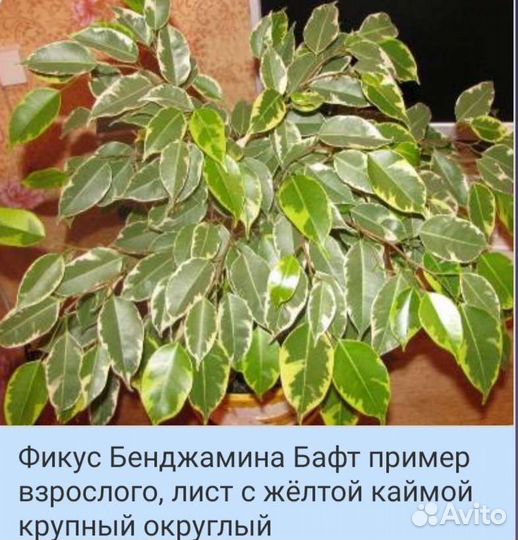 Фикус бенджамина пестролистный Лакия и Бафт