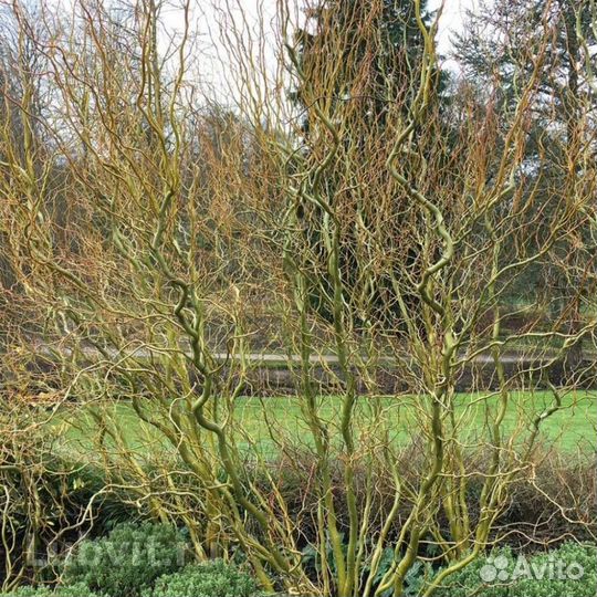 Ива извилистая 1,5 м саженцы