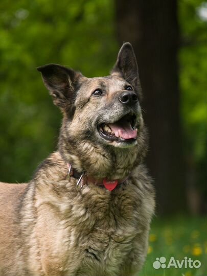 Чудесная Ева ищет дом