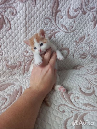Кошечка в добрые руки