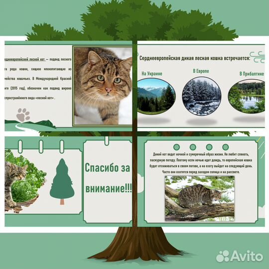 Презентации на заказ