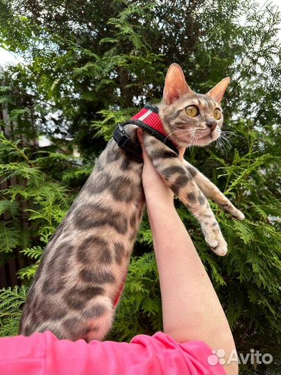 Бенгальская голубая кошка