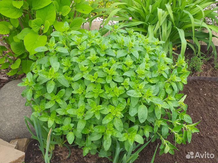 Орегано (душица)