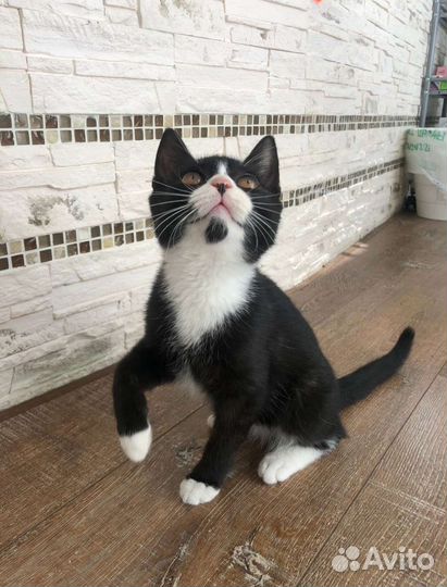 Очаровательный Тусик ищет семью