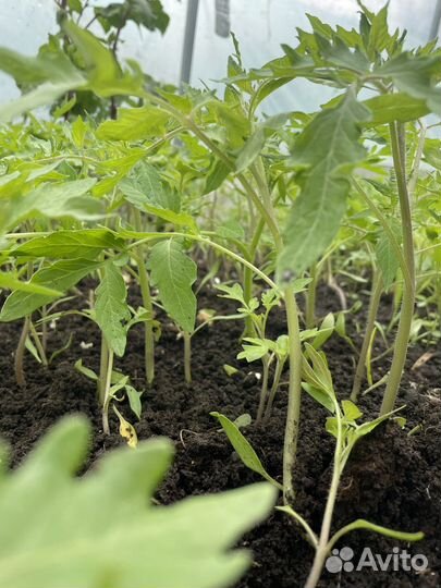 Рассада помидор, огурцы клубники,перец,чай мята
