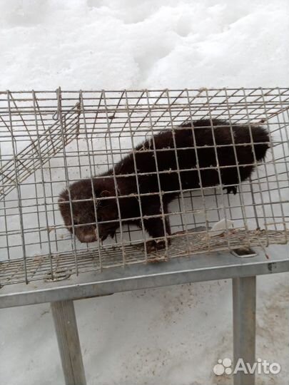 Ловушка для животных крыс,хорьков,куниц, кошек