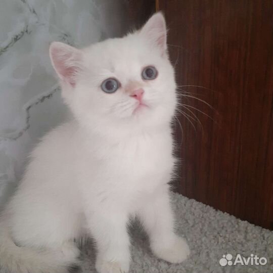 Шотландские котята скотиш страйт