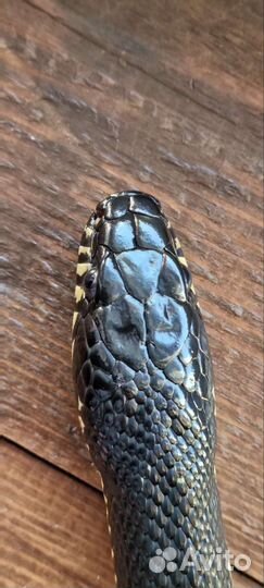 Амурский полоз