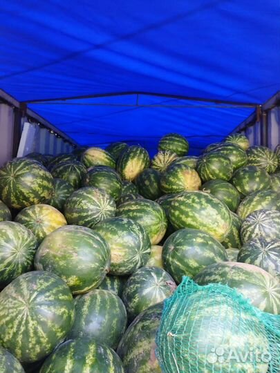 Арбуз оптом