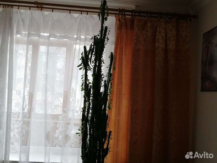 Молочай, кактус