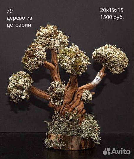 Деревья и панно из Цетрарии