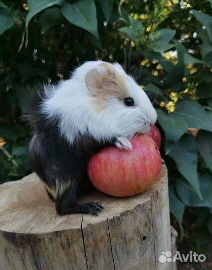 Разные морские свинки