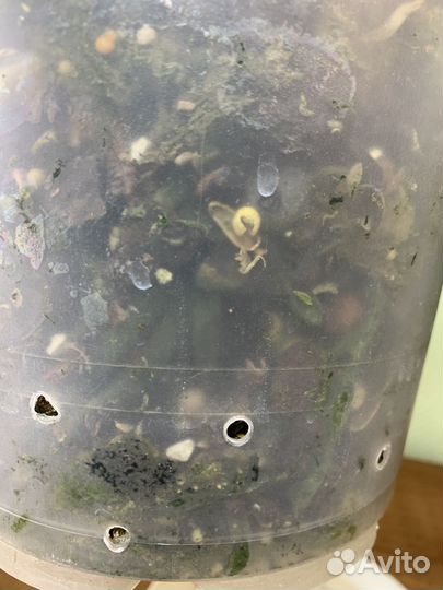 Орхидея фаленопсис 