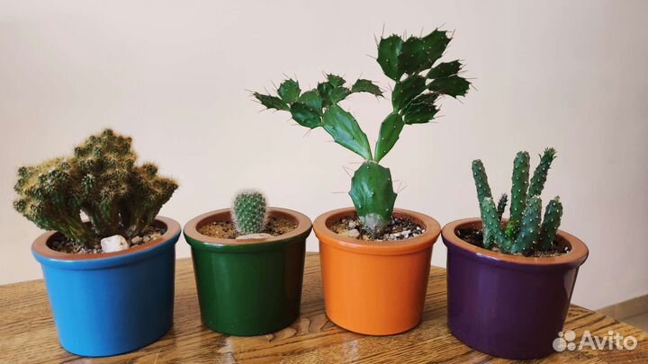 Ваша коллекция Кактусов