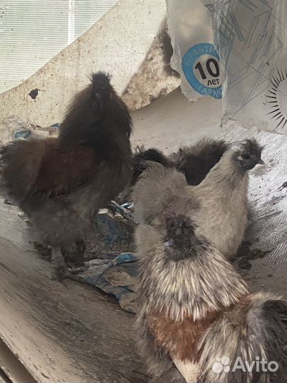 Курочка с петушком молодые 11 месяцев