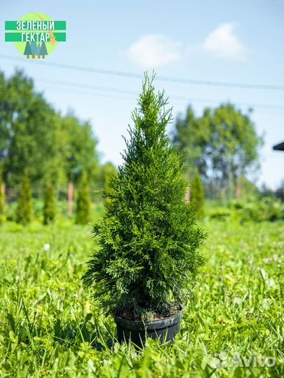 Туя смарагд 80 см свежая копка 2023