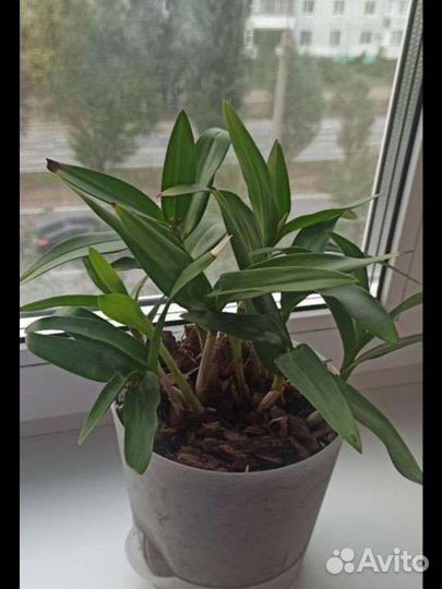 Орхидея дендробиум Берри ода