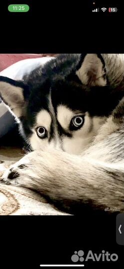 Отдам хаски