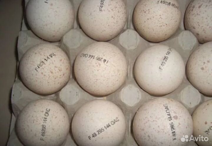 Инкубационное яйцо разной с/х птицы