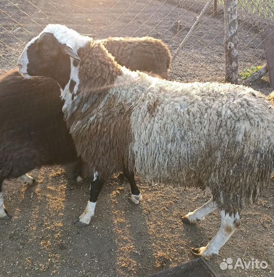 Баран на племя