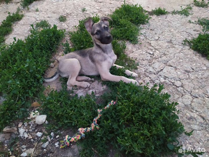 Мини овчарка в добрые руки