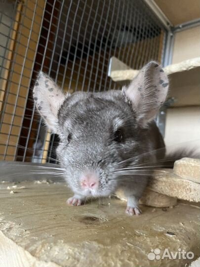 Шиншилла с витриной