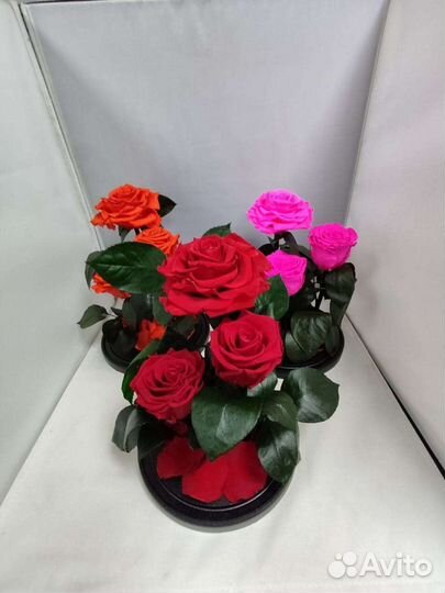 Роза в колбе