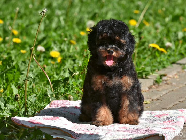 Той-пудель Тедди / Мальтипу f1