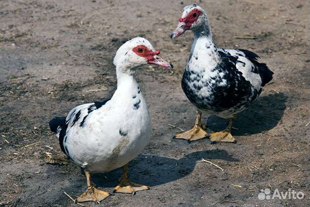 Инкубационное яйцо индоутки