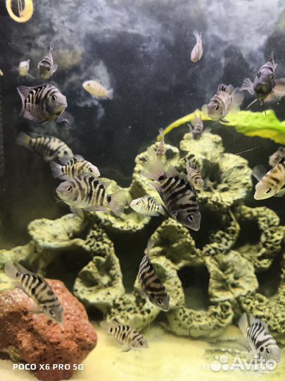 Аквариумные рыбки цихлиды