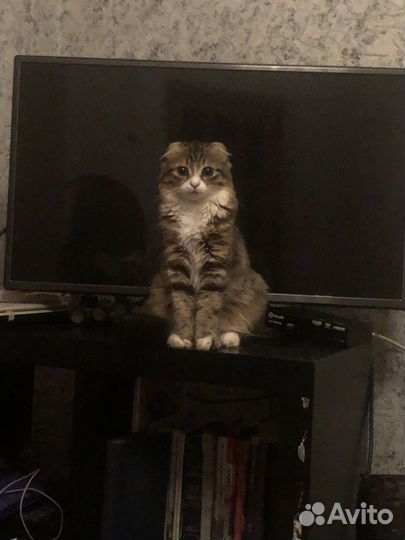 Котики