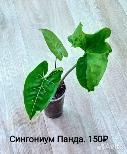 Комнатные растения. Сортовые сингониумы