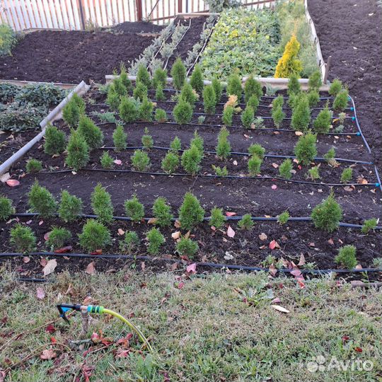 Туя западная Смарагд