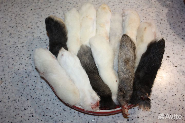 Мясо, корм для собак и кошек