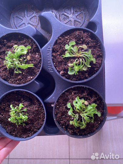 Венерина мухоловка (детки)