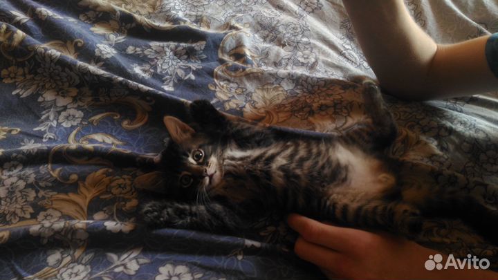 Бенгальский котенок мальчик