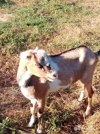 Козел ламанча