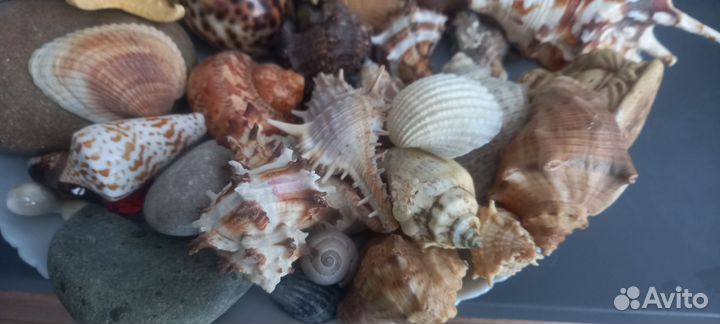 Морские ракушки (раковины) камни