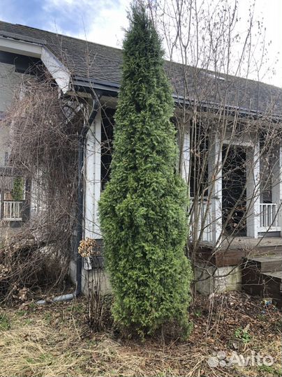 Туя западная смарагд крупномер