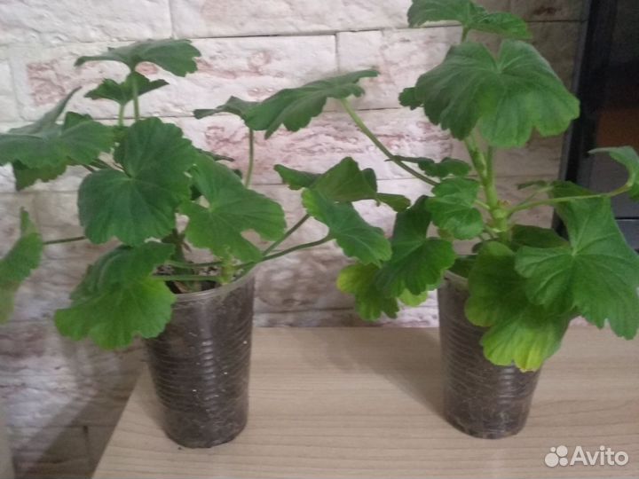 Пеларгония April Snow