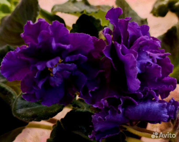 Продам сортовые фиалки