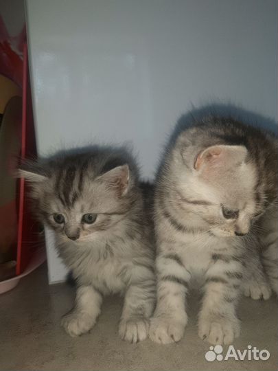 Котята бриташки