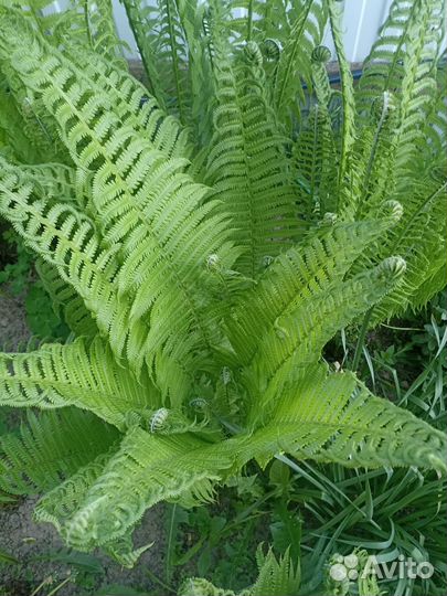 Папоротник страусник