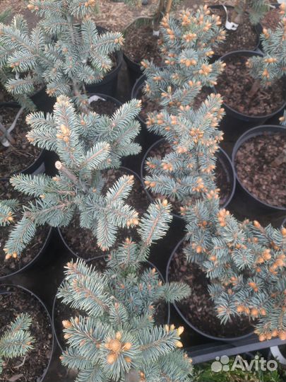 Голубые ели,горные сосны,можжевельники