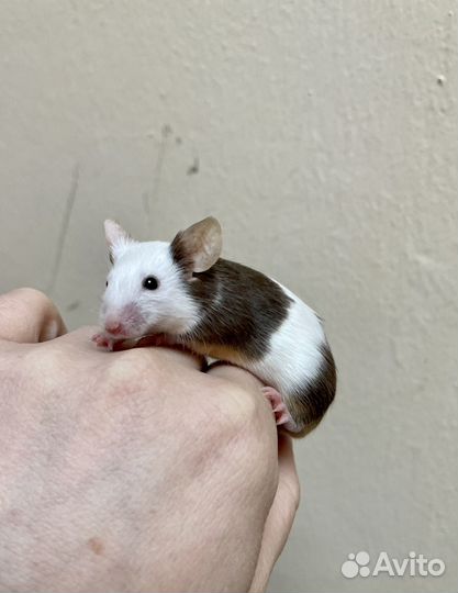 Декоративные мышки