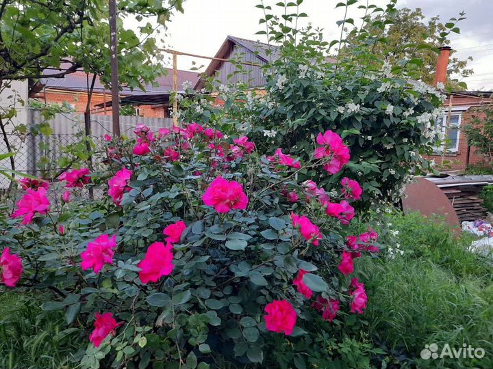 Роза парковая Армада