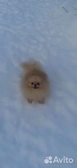 Кобели для дам